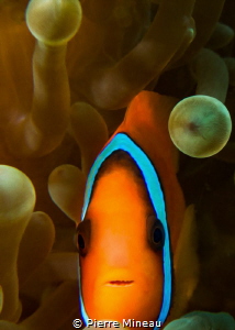 Who can resist taking one more clownfish? by Pierre Mineau 